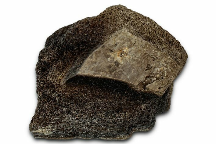 Fossil Tyrannosaur (T rex) Vertebra Section - Wyoming #350398